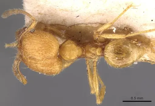 Pheidole tandjongensis specimen CASENT0908001 image casent0908001_1