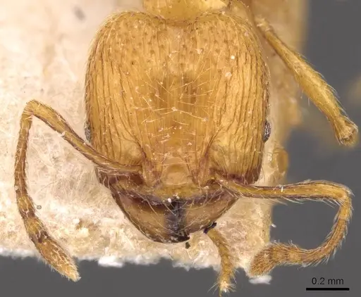 Pheidole tandjongensis specimen CASENT0908001 image casent0908001_2