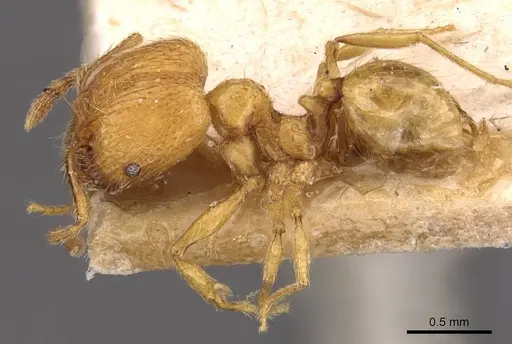 Pheidole tandjongensis specimen CASENT0908001 image casent0908001_3