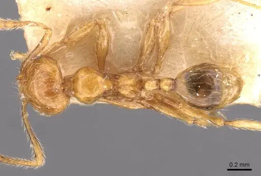 Pheidole tandjongensis specimen CASENT0908002 image casent0908002_1