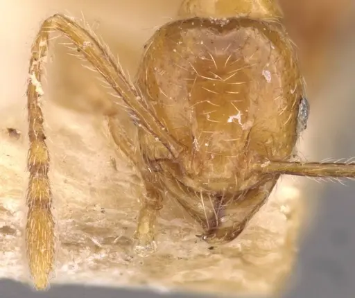 Pheidole tandjongensis specimen CASENT0908002 image casent0908002_2