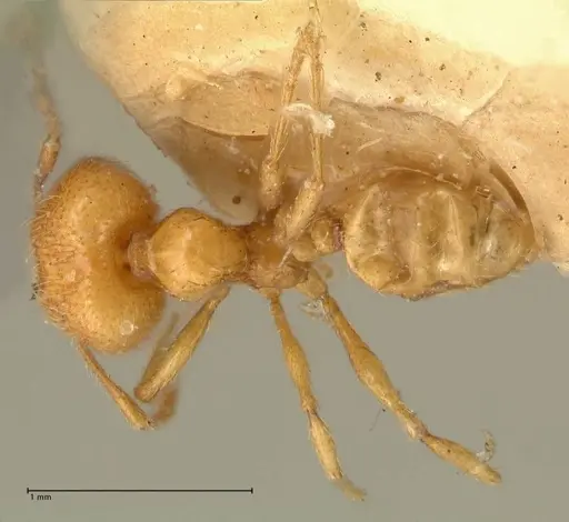 Pheidole tandjongensis specimen FOCOL1375 image focol1375_1
