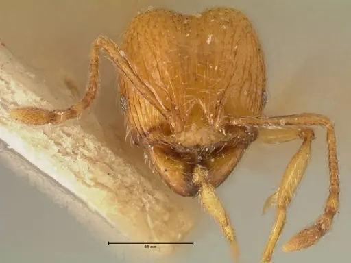 Pheidole tandjongensis specimen FOCOL1375 image focol1375_2