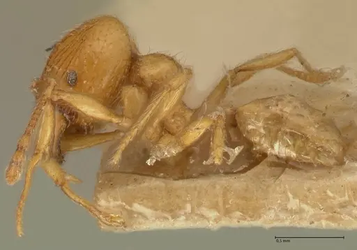Pheidole tandjongensis specimen FOCOL1375 image focol1375_3