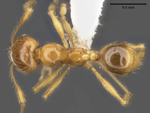 Pheidole tandjongensis specimen MCZ-ENT00511508 image mcz-ent00511508_1