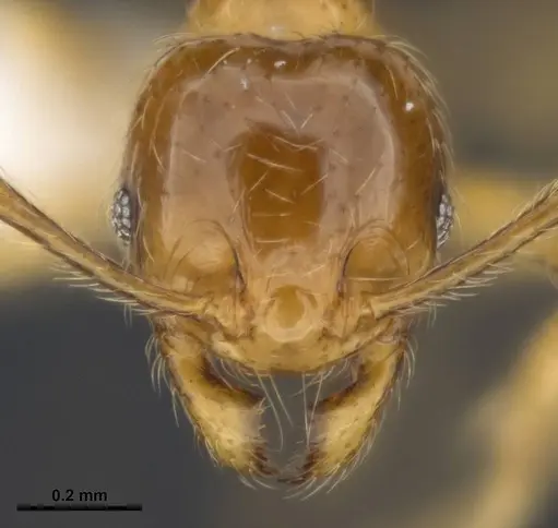 Pheidole tandjongensis specimen MCZ-ENT00511508 image mcz-ent00511508_2