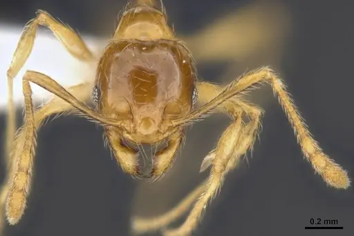 Pheidole tandjongensis specimen MCZ-ENT00511508 image mcz-ent00511508_3
