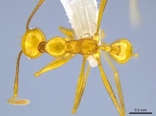 Pheidole tanyscapa specimen CASENT0627865 image casent0627865_1