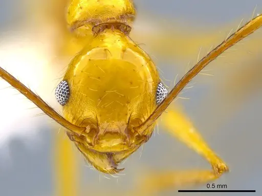 Pheidole tanyscapa specimen CASENT0627865 image casent0627865_2