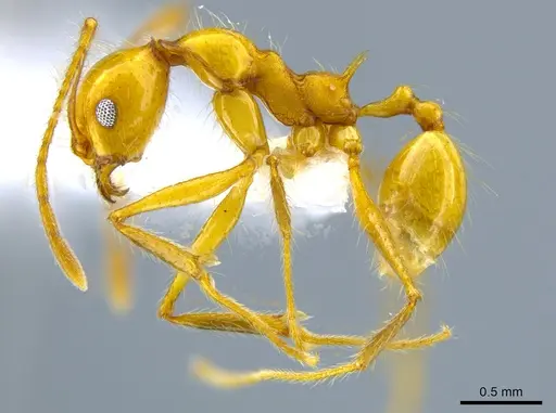 Pheidole tanyscapa specimen CASENT0627865 image casent0627865_3