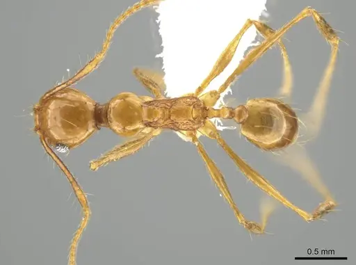 Pheidole tanyscapa specimen INB0003696373 image inb0003696373_1