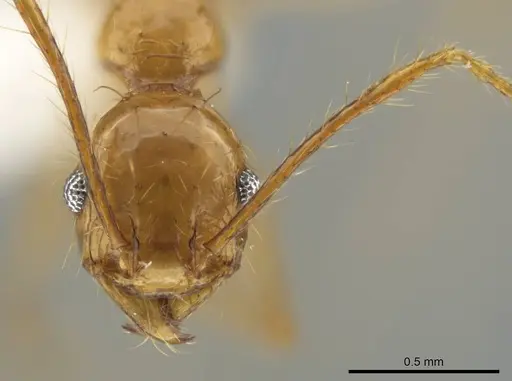 Pheidole tanyscapa specimen INB0003696373 image inb0003696373_2