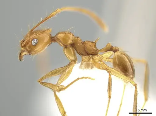 Pheidole tanyscapa specimen INB0003696373 image inb0003696373_3