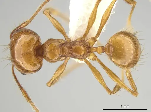 Pheidole tanyscapa specimen INB0003696376 image inb0003696376_1