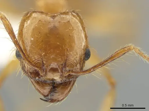 Pheidole tanyscapa specimen INB0003696376 image inb0003696376_2
