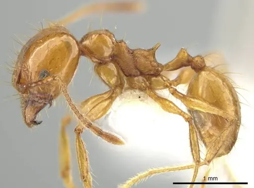 Pheidole tanyscapa specimen INB0003696376 image inb0003696376_3