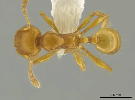 Pheidole tapanti specimen CASENT0637803 image casent0637803_1