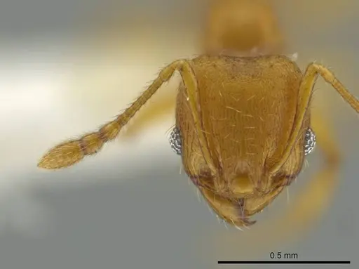 Pheidole tapanti specimen CASENT0637803 image casent0637803_2