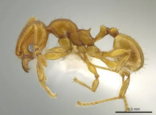 Pheidole tapanti specimen CASENT0637803 image casent0637803_3