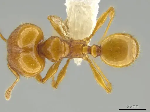 Pheidole tapanti specimen CASENT0637804 image casent0637804_1