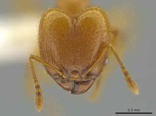 Pheidole tapanti specimen CASENT0637804 image casent0637804_2