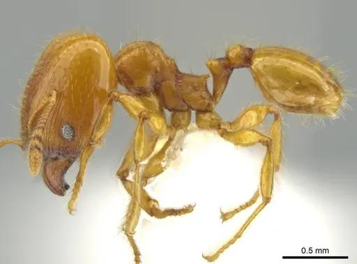 Pheidole tapanti specimen CASENT0637804 image casent0637804_3
