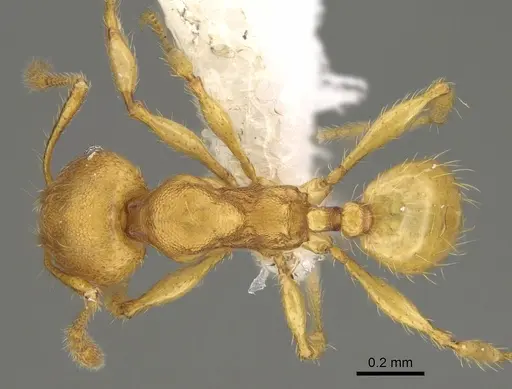 Pheidole tapanti specimen CASENT0646698 image casent0646698_1