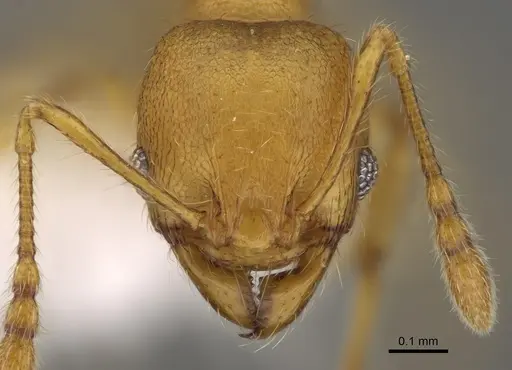 Pheidole tapanti specimen CASENT0646698 image casent0646698_2