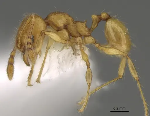 Pheidole tapanti specimen CASENT0646698 image casent0646698_3