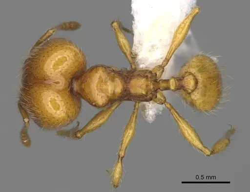 Pheidole tapanti specimen CASENT0646703 image casent0646703_1