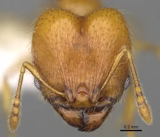 Pheidole tapanti specimen CASENT0646703 image casent0646703_2