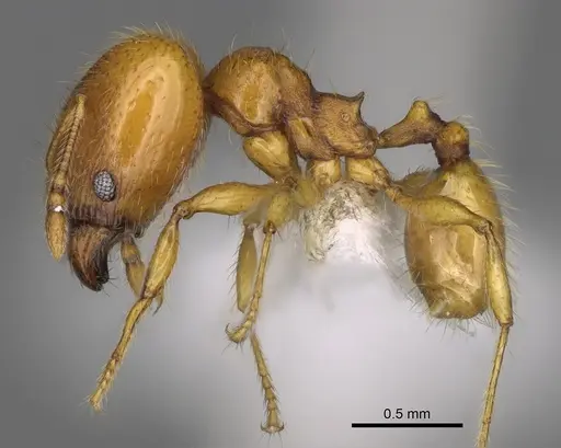 Pheidole tapanti specimen CASENT0646703 image casent0646703_3