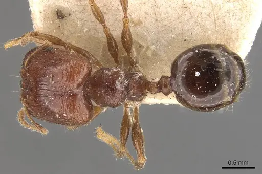 Pheidole tasmaniensis specimen CASENT0908058 image casent0908058_1