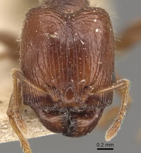 Pheidole tasmaniensis specimen CASENT0908058 image casent0908058_2