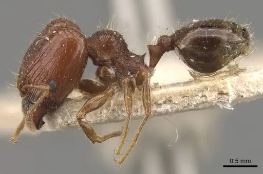 Pheidole tasmaniensis specimen CASENT0908058 image casent0908058_3
