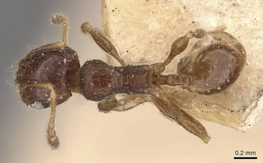 Pheidole tasmaniensis specimen CASENT0908059 image casent0908059_1