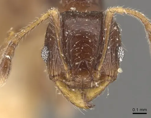 Pheidole tasmaniensis specimen CASENT0908059 image casent0908059_2