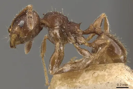 Pheidole tasmaniensis specimen CASENT0908059 image casent0908059_3