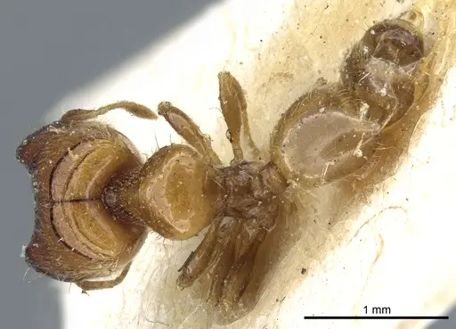 Pheidole taurus specimen CASENT0904313 image casent0904313_1