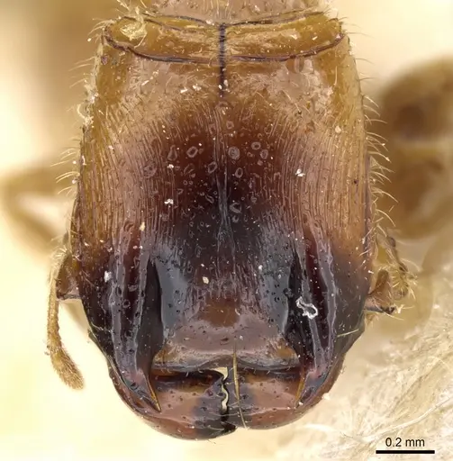 Pheidole taurus specimen CASENT0904313 image casent0904313_2