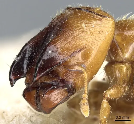 Pheidole taurus specimen CASENT0904313 image casent0904313_3