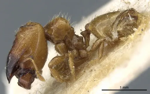 Pheidole taurus specimen CASENT0904313 image casent0904313_4