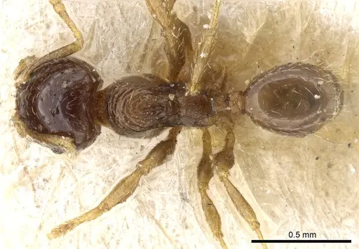 Pheidole taurus specimen CASENT0904314 image casent0904314_1