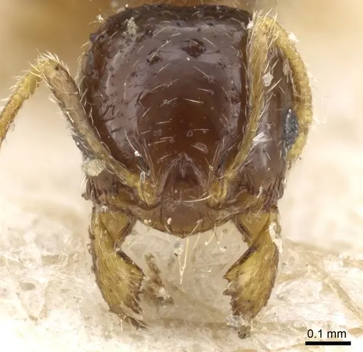Pheidole taurus specimen CASENT0904314 image casent0904314_2