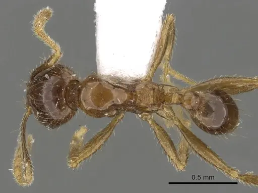 Pheidole tawauensis specimen CASENT0901656 image casent0901656_1