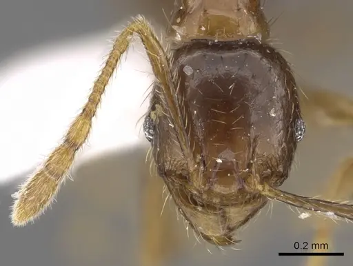 Pheidole tawauensis specimen CASENT0901656 image casent0901656_2