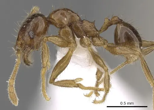 Pheidole tawauensis specimen CASENT0901656 image casent0901656_3