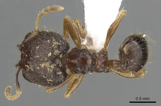 Pheidole tawauensis specimen CASENT0901657 image casent0901657_1