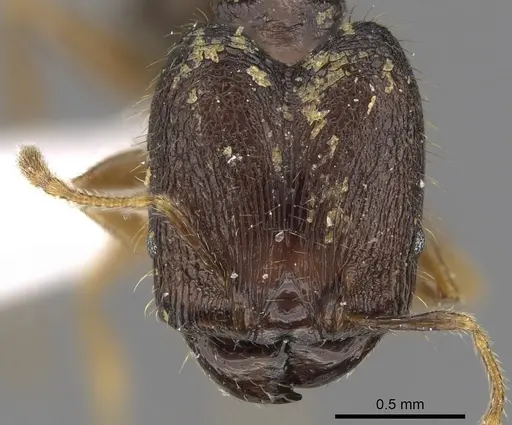 Pheidole tawauensis specimen CASENT0901657 image casent0901657_2