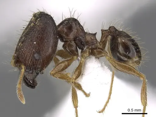 Pheidole tawauensis specimen CASENT0901657 image casent0901657_3